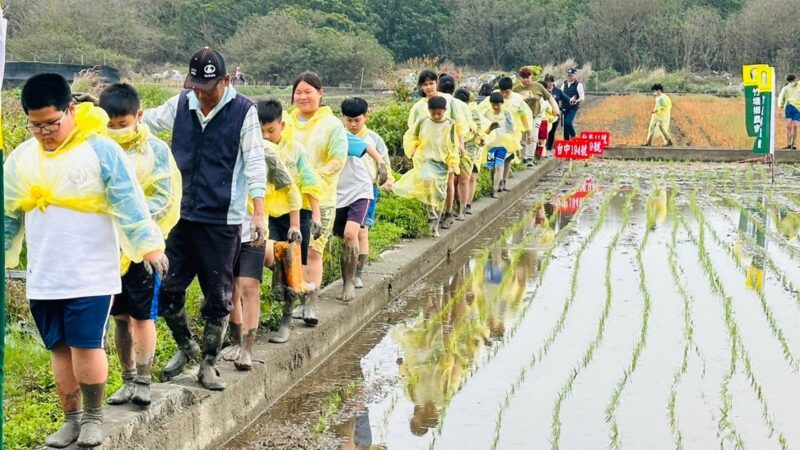 土庫國小食農教育下田插秧　探究水稻成長到採收歷程